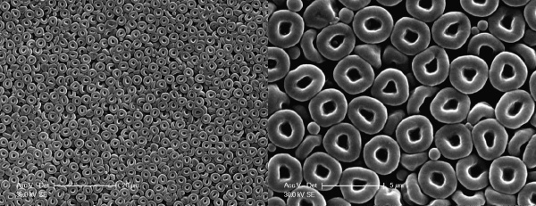 Cells Love For Micro-Doughnuts Could Improve Side Effects From Chemotherapy